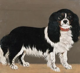 Een Cavalier King Charles Spaniël